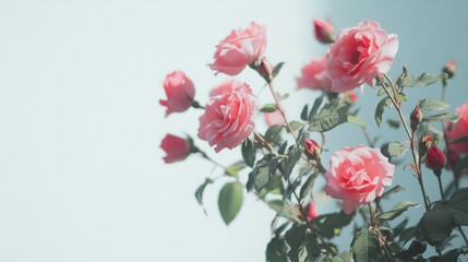 Obraz premium Delicate pink roses bloom gracefully against a soft blue background, showcasing their beauty and elegance in a serene composition.