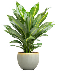 Lush Cast Iron Plant (Aspidistra elatior) in a modern ceramic pot, isolated on transparent background, perfect for home decor, indoor gardening, and botanical design.