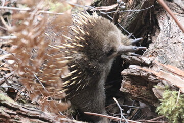 echidna on a leafy autumn soil