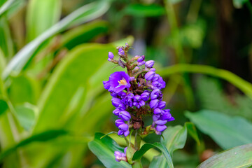 緑の中に映える紫の花