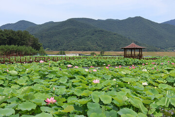 한국 연꽃 풍경