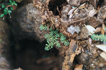 Young plant growing on a dead tree stump signifies a new life begins when something died