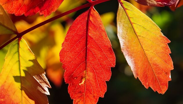 closeup of vibrant red and yellow sea grape leaves in florida - Powered by Adobe