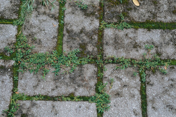 Moss plants between joints of brick blocks