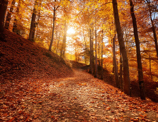 Generated image　秋のハイキングコース