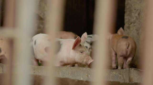 A sow peacefully interacts with her playful piglets in the cozy confines of a stable. The little pigs explore their surroundings with curiosity and joy.