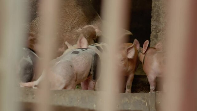 Mother sow relaxes in a stable while several playful little pigs explore their surroundings, showcasing their lively nature and curiosity in a warm afternoon.