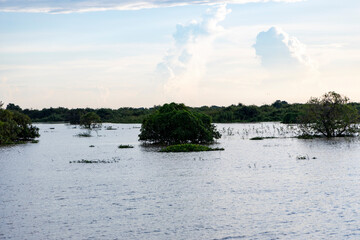 Tonle Sap Lake, Cambodia.The trees are flooded in the middle of the lake
