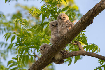 エゾフクロウの子供
