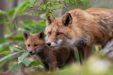 キタキツネの親子 © mihiro_wildlife