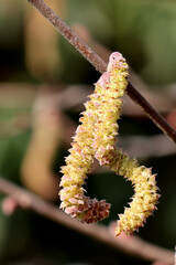 une pousse printanière du bouleau