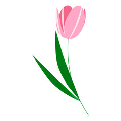 vector illustration of a pink tulip