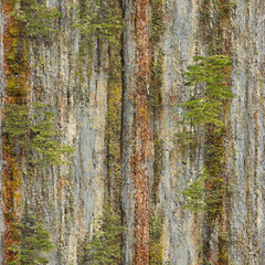 Obraz premium Trees clinging, growing on steep cliff face. Vertical rock strata. Nature background. Close up