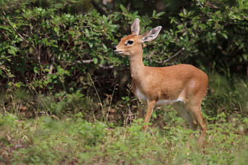 Afrikanischer Steinbock / Steenbok / Raphicerus campestris