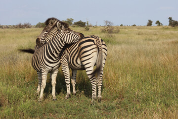 Steppenzebra / Burchell's zebra / Equus quagga burchellii