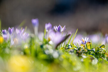 Krokusse auf einer Wiese im Sonnenlicht im Februar