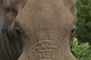 Afrikanischer Elefant / African elephant / Loxodonta africana..