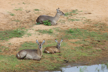 Wasserbock / Waterbuck / Kobus ellipsiprymnus..