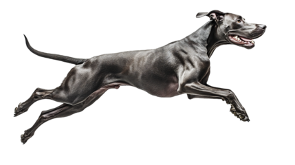 Great Dane leaps gracefully in side view, showcasing agility and athleticism