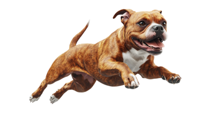 Terrier performs an energetic jump in mid-air with joy and enthusiasm