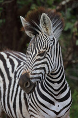 Fototapeta premium Steppenzebra / Burchell's zebra / Equus quagga burchellii