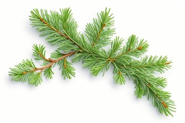 Fresh green pine branch isolated on white background.
