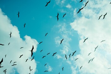 Fototapeta premium Birds flying against a blue sky
