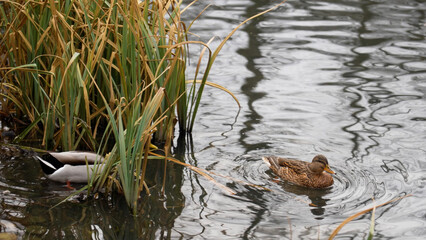wild ducks swim in the lake