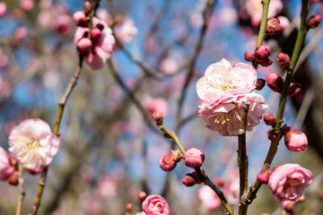 Plum blossom in spring, white flowering fruit tree branches with white plum blossoms against a blue sky during springtime at daytime in a Japanese garden in Tokyo city in Japan. 