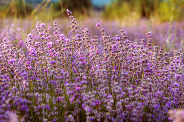 Sunset Lavender Field close-up in the summer