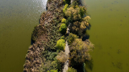 trees in water view from above lake