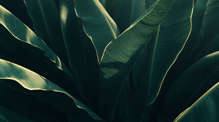 Dark Green Tropical Leaves Close Up