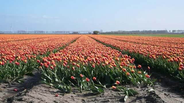 Orange flowering tulips waving in the strong wind during spring on Goeree-Overflakkee in The Netherlands.