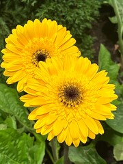 yellow flowers in the garden