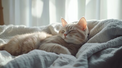 A cute cat lying on the blanket, warm sunlight shining through the window