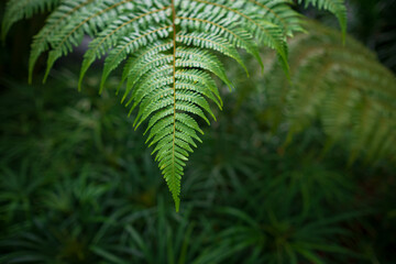 Close-up views of lush tropical ferns in the Kuala Lumpur Botanical Garden, showcasing their...