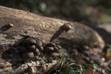 倒木に生えた茶色いキノコ
