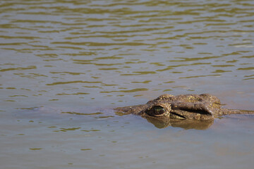 Nilkrokodil / Nile crocodile / Crocodylus niloticus