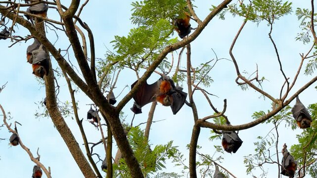 Female Grey-headed Flying Fox With Pup Hanging Upside Down On Tree Branch In Daytime. low angle shot