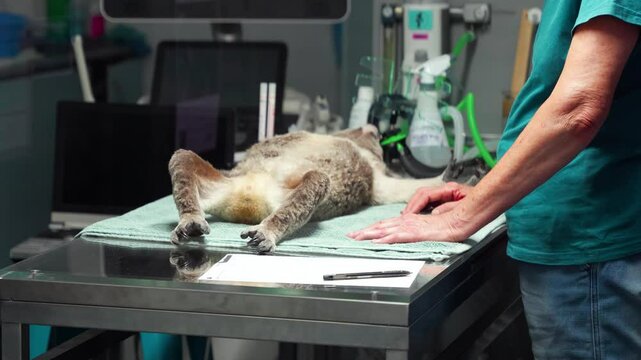 An adult koala receives medical care at a veterinary hospital, lying on an examination table under treatment, bright light on sedated animal in sterile environment