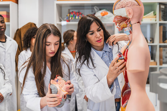 Medical students studying human anatomy with anatomical model in university lab