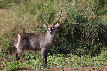 Wasserbock / Waterbuck / Kobus ellipsiprymnus