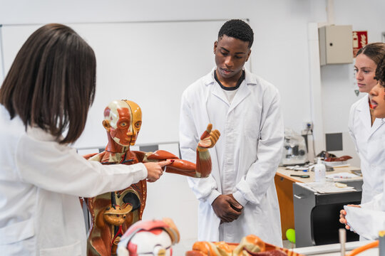 Medical students studying human anatomy on anatomical model - Powered by Adobe