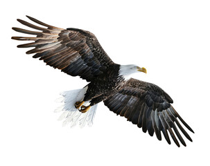 Fototapeta premium Bald eagle in flight isolated, PNG