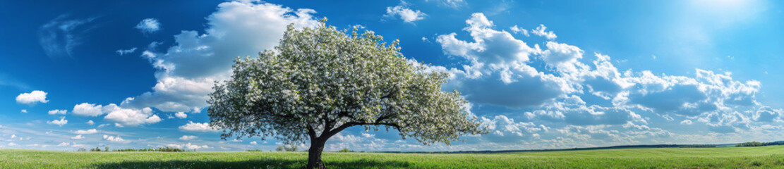 Fototapeta premium beautiful blooming apple tree in spring against bright blue sky