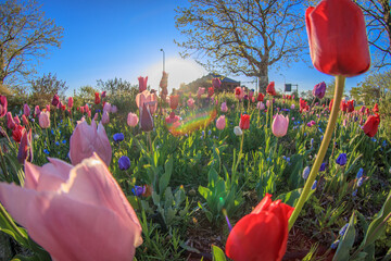 満開のチューリップ