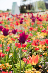 満開のチューリップ