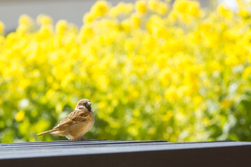 菜の花とスズメ