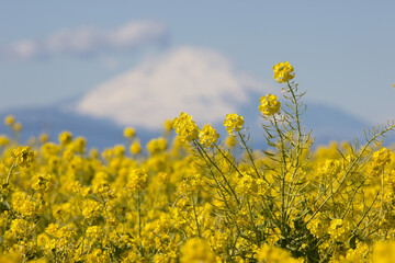 菜の花越しの富士山