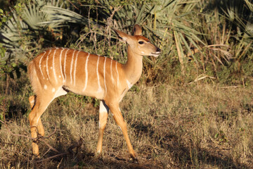 Nyala / Nyala / Tragelaphus angasii..
